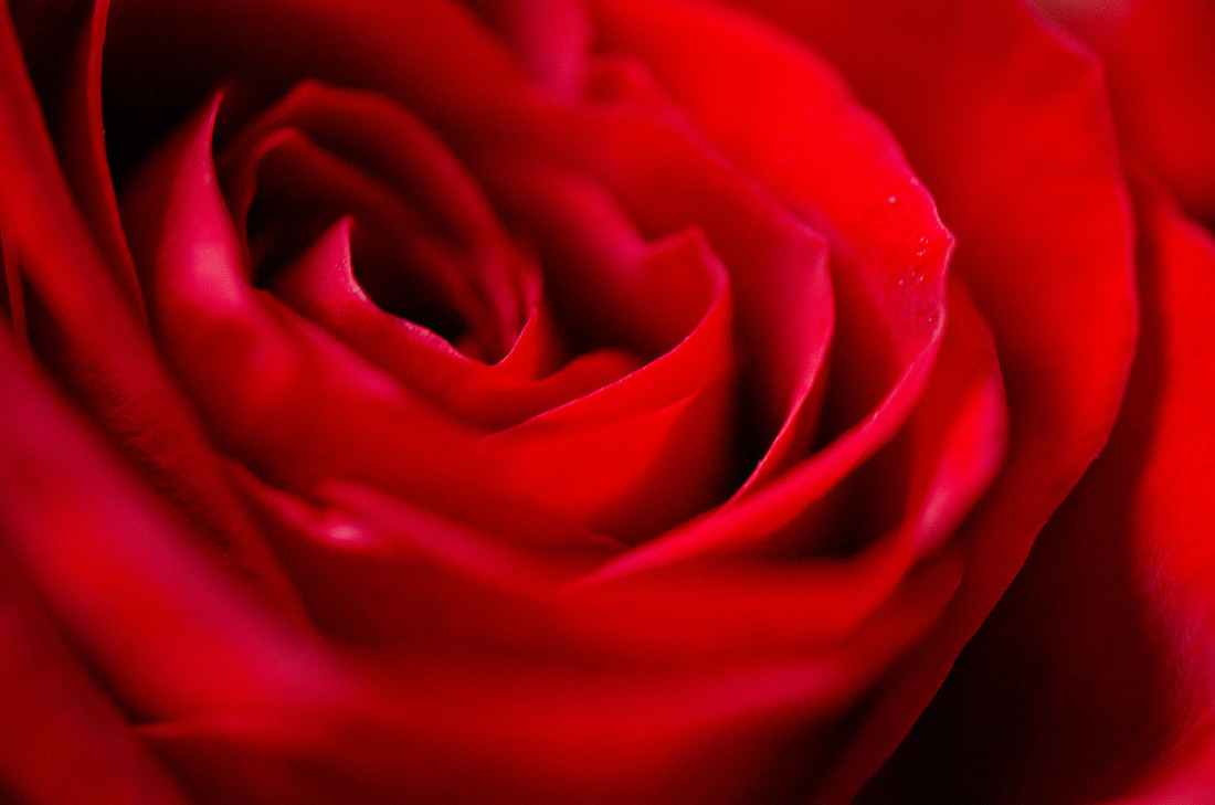 LPTG ~ Week 7 {Valentine's Day}