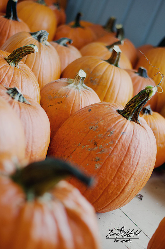 Week 42 {Fall Colors}
